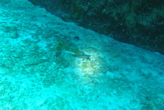 Rypticus saponaceus