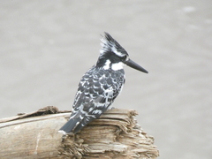 Ceryle rudis rudis
