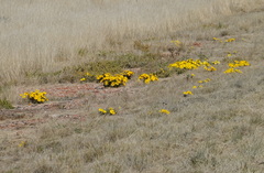 Gazania lichtensteinii