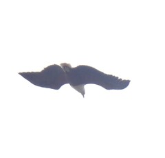 Haliaeetus vocifer