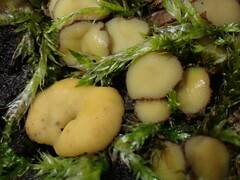 Podophacidium xanthomelum