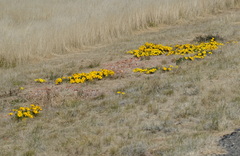 Gazania lichtensteinii