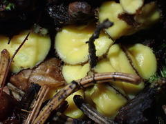 Podophacidium xanthomelum