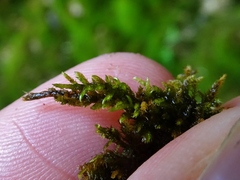 Scorpidium revolvens