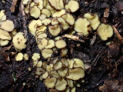 Podophacidium xanthomelum