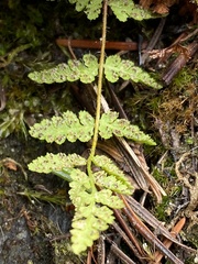 Woodsia