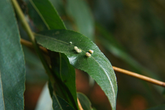Aculus