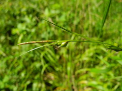 Carex depauperata