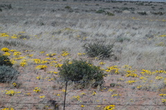 Gazania lichtensteinii