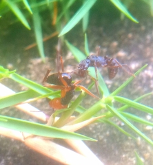 Odontomachus erythrocephalus