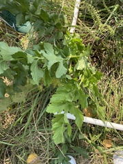 Tordylieae
