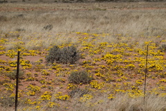 Gazania lichtensteinii