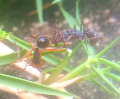 Odontomachus erythrocephalus
