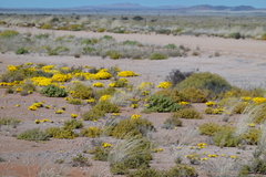 Gazania lichtensteinii