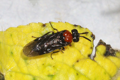 Eutomostethus ephippium