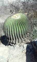 Echinocactus platyacanthus