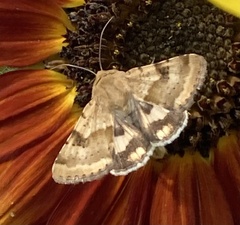 Heliothis phloxiphaga