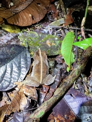 Rhinella margaritifera