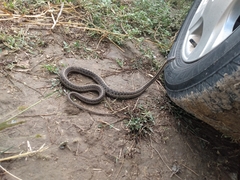 Thamnophis elegans