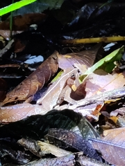 Rhinella margaritifera