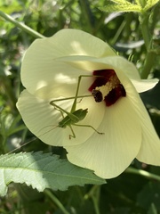 Paracyrtophyllus robustus