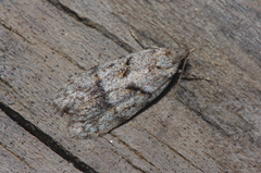 Symmoca signatella
