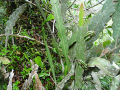 Epiphyllum phyllanthus