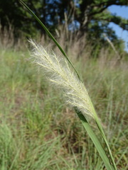 Bothriochloa