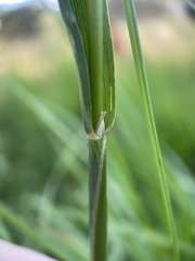 Alopecurus aequalis