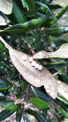 Belonocnema treatae