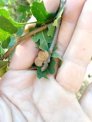 Burnettweldia washingtonensis