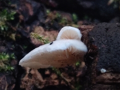 Crepidotus variabilis