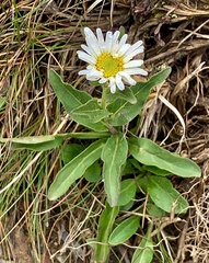 Aster takasagomontanus