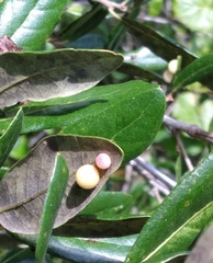 Belonocnema treatae