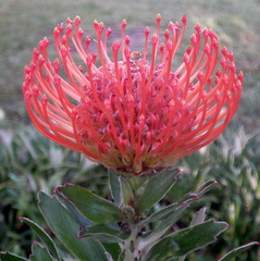 Leucospermum × hybridum