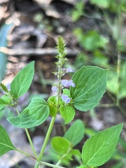 Mosla dianthera