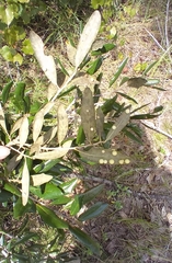 Belonocnema treatae
