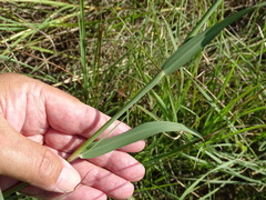 Bothriochloa