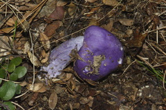 Cortinarius porphyroideus