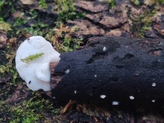 Crepidotus variabilis