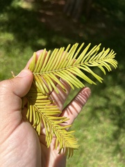 Metasequoia