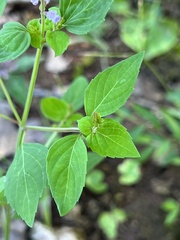 Mosla dianthera