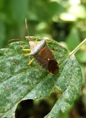 Acanthosoma denticaudum