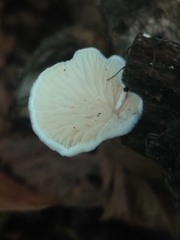 Crepidotus variabilis