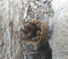 Nannotrigona mellaria