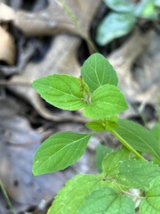Mosla dianthera