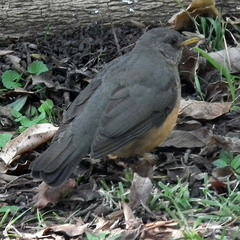 Turdus olivaceus olivaceus
