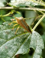 Acanthosoma denticaudum