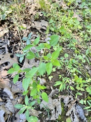 Mosla dianthera