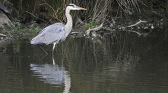 Ardea cinerea cinerea